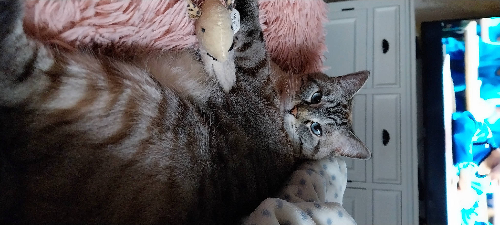 Princesse