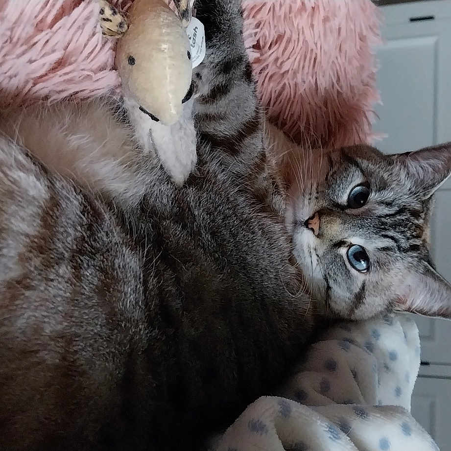 Princesse