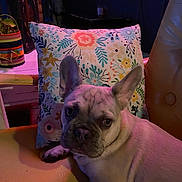 Gabriel is registered to the contest to win money with this photo: dog, french_bulldog, pet, indoor, chair, pillow, floral_pattern, yellow, animal, cute, looking_at_camera, ears_up, domestic_animal, face, portrait, resting, furniture, home, cozy, colorful