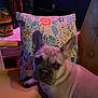 dog, french_bulldog, pet, indoor, chair, pillow, floral_pattern, yellow, animal, cute, looking_at_camera, ears_up, domestic_animal, face, portrait, resting, furniture, home, cozy, colorful