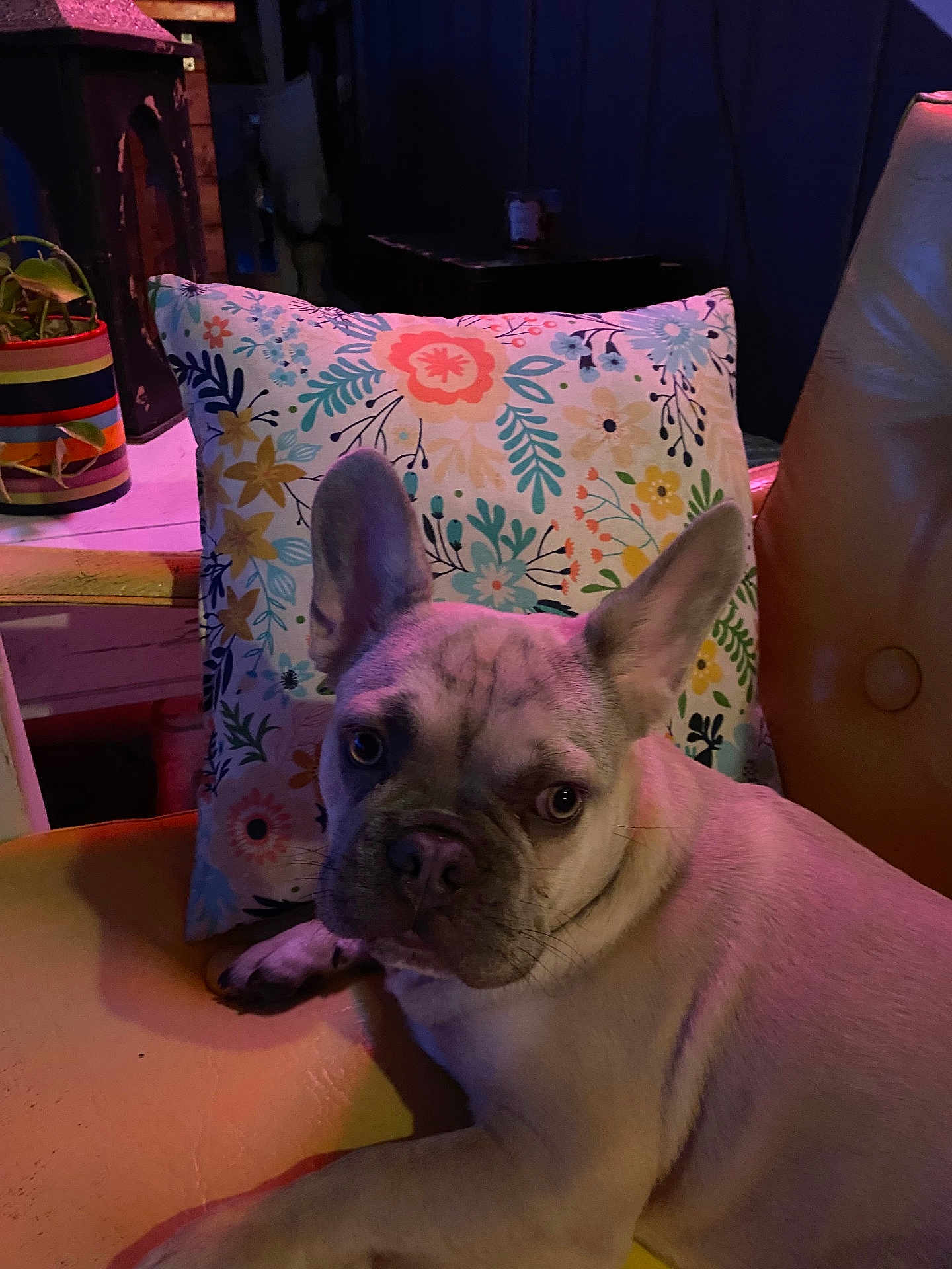 Gabriel is registered to the contest to win money with this photo: dog, french_bulldog, pet, indoor, chair, pillow, floral_pattern, yellow, animal, cute, looking_at_camera, ears_up, domestic_animal, face, portrait, resting, furniture, home, cozy, colorful