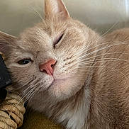 Balthazar a rejoint le concours — aidez-le/la à gagner de superbes lots ! cat, close_up, sleepy, whiskers, pink_nose, feline, resting, cozy, fur, indoor, cute, pet, animal, relaxed, face, mammal, domestic, soft, portrait, lazy