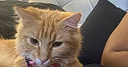 Loyalty is registered to the contest to win money with this photo: bed, bell, bow_tie, cat, close_up, collar, cozy, feline, fluffy_fur, ginger_cat, headboard, human_arm, indoor, lamp, pet, pillow, portrait, relaxed, sleepy, whiskers