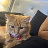 bed, bell, bow_tie, cat, close_up, collar, cozy, feline, fluffy_fur, ginger_cat, headboard, human_arm, indoor, lamp, pet, pillow, portrait, relaxed, sleepy, whiskers