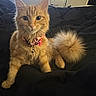Loyalty is registered to the contest to win money with this photo: bed, bell, blanket, bow, cat, collar, cozy, cute, ears, eyes, feline, fluffy_tail, ginger_cat, indoor, long_fur, orange_fur, pet, portrait, sitting, whiskers