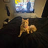 Loyalty joined the competition — help win amazing prizes! bed, bedding, bedroom, blanket, cat, collar, cozy, dresser, fur, furniture, indoor, night, orange_cat, people_on_screen, pet, tail, television, tv_screen, tv_stand, wall_art