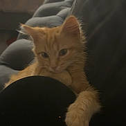 Loyalty is registered to the contest to win money with this photo: cat, kitten, orange_cat, furry, pet, indoor, couch, cushion, paw, relaxed, cute, feline, animal, mammal, closeup, soft, fuzzy, resting, young, whiskers