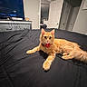 bed, bedroom, bell, black_bedding, bow_tie, cat, comforter, door, fluffy_fur, indoor, orange_cat, paws, pet, relaxed, tail, television, tv_stand, whiskers, wide_eyes, wires