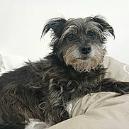 Mia participe au concours pour gagner de l'argent avec cette photo : dog, pet, animal, fur, scruffy, bed, pillow, cozy, indoor, looking, black, white, cute, relaxed, mammal, portrait, companion, domestic, small, furry