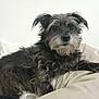 dog, pet, animal, fur, scruffy, bed, pillow, cozy, indoor, looking, black, white, cute, relaxed, mammal, portrait, companion, domestic, small, furry