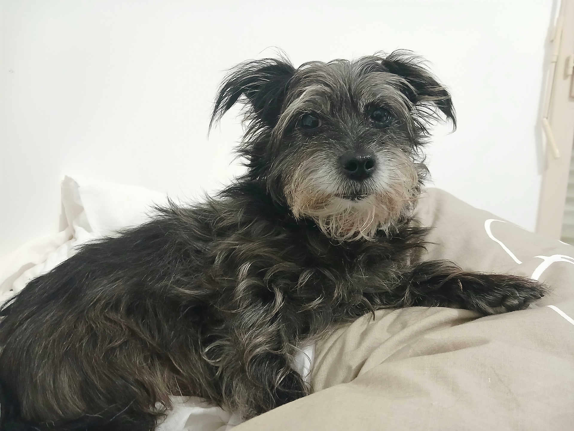 Mia participe au concours pour gagner de l'argent avec cette photo : dog, pet, animal, fur, scruffy, bed, pillow, cozy, indoor, looking, black, white, cute, relaxed, mammal, portrait, companion, domestic, small, furry