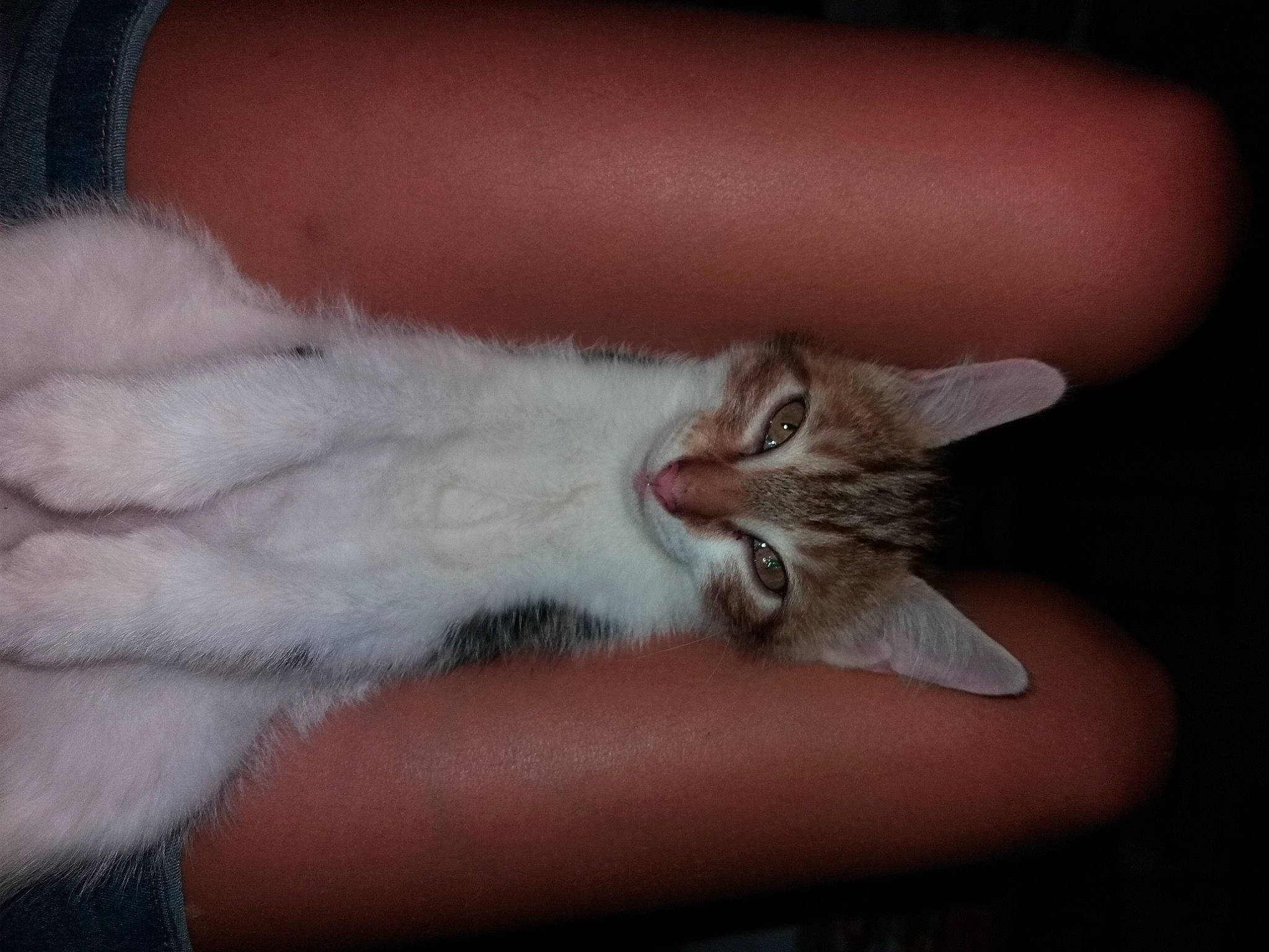 Pitchoune participe au concours pour gagner de l'argent avec cette photo : carnivore, cat, claw, comfort, domestic_short_haired_cat, ear, fawn, felidae, foot, fur, gesture, nail, nap, paw, photo_caption, small_to_medium_sized_cats, snout, tail, whiskers