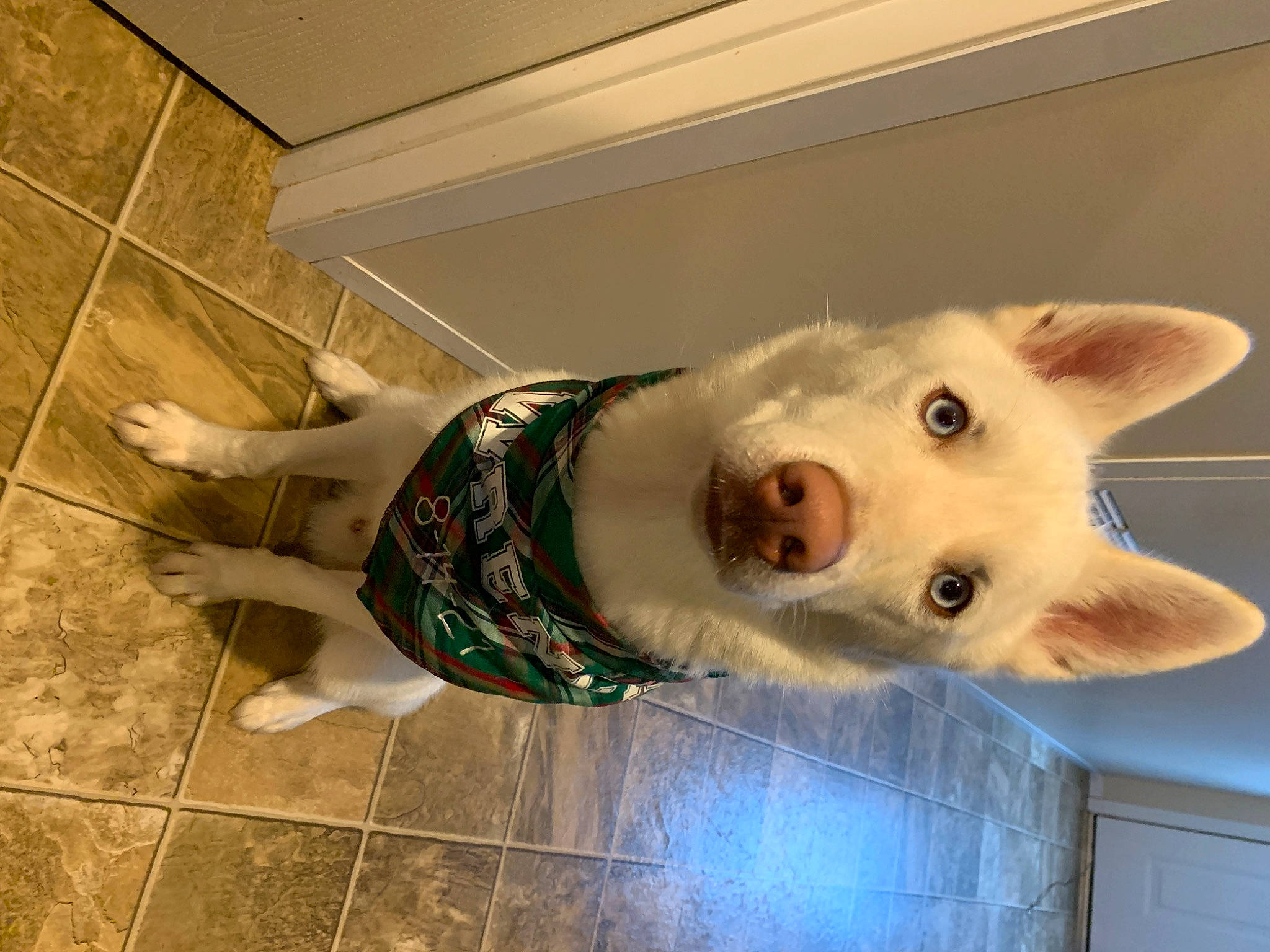 Wrench is registered to the contest to win money with this photo: canidae, carnivore, collar, companion_dog, dog, dog_breed, fawn, felidae, flooring, fur, non_sporting_group, small_to_medium_sized_cats, snout, sporting_group, tail, terrestrial_animal, tile_flooring, whiskers, wood, working_animal