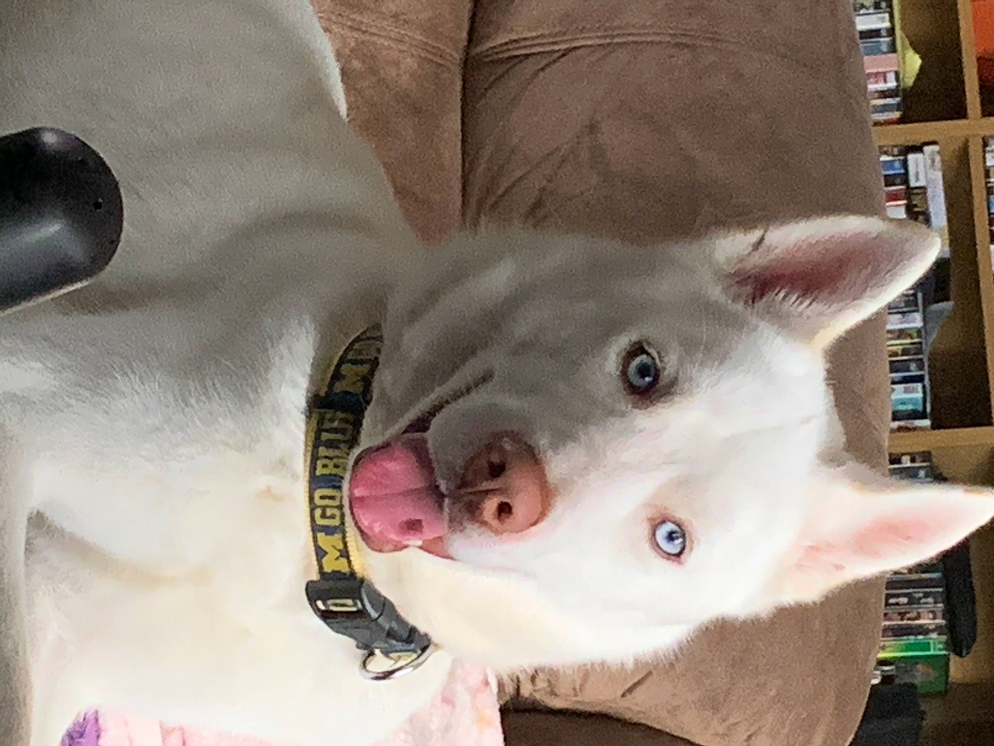 Wrench is registered to the contest to win money with this photo: bookcase, carmine, carnivore, cat, collar, comfort, dog, dog_breed, eye, fawn, felidae, fur, jaw, shelf, shelving, small_to_medium_sized_cats, snout, sporting_group, whiskers, working_animal