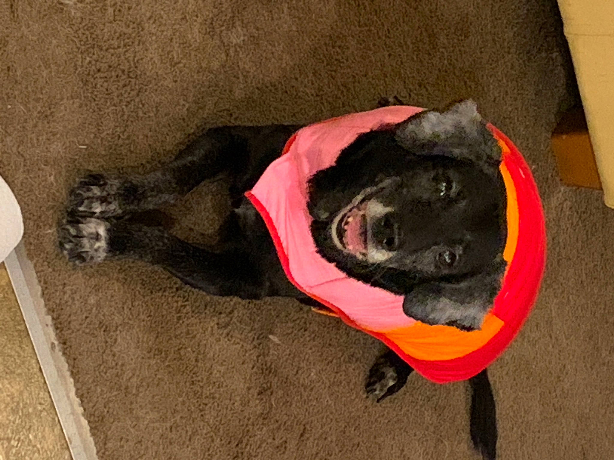 Shasta joined the competition — help win amazing prizes! asphalt, black_cat, canidae, carmine, carnivore, comfort, companion_dog, dog, dog_breed, dog_supply, fawn, felidae, fur, grey, paw, pet_supply, small_to_medium_sized_cats, snout, sporting_group, tail