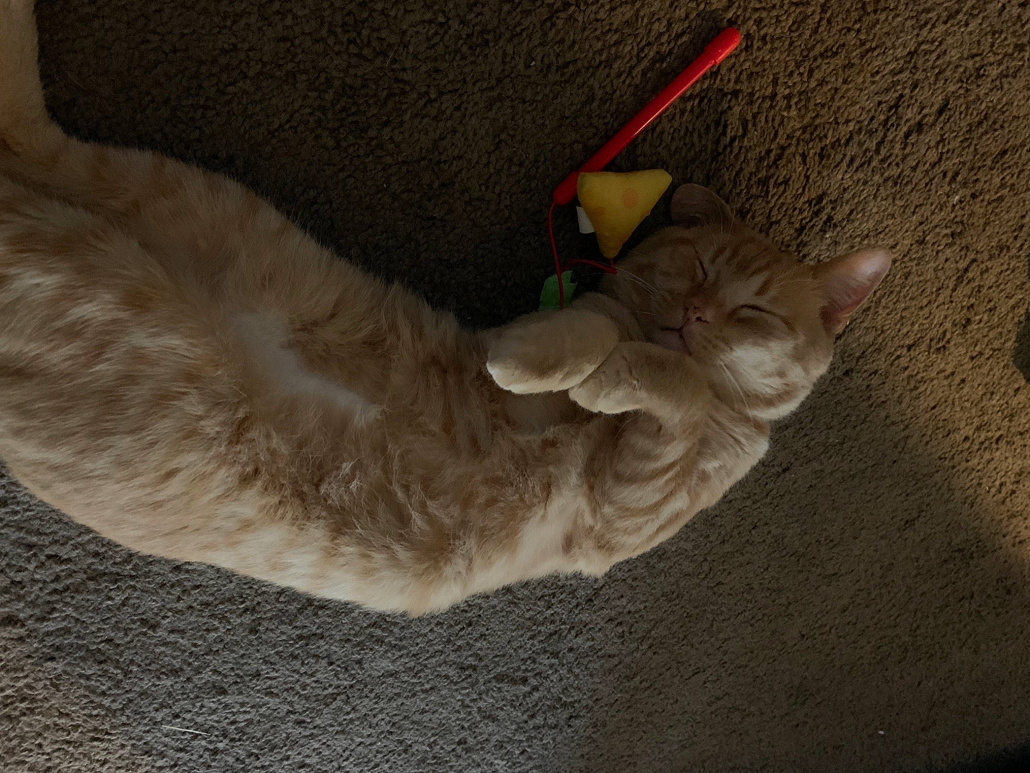 Morris joined the competition — help win amazing prizes! canidae, carnivore, cat, cat_toy, claw, devon_rex, domestic_short_haired_cat, fawn, felidae, fur, gesture, grey, paw, small_to_medium_sized_cats, snout, tail, whiskers, wood