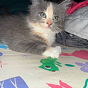 Sammy is registered to the contest to win money with this photo: kitten, cat, gray_fur, white_fur, pink_nose, bedspread, cartoon_frog, purple_flower, red_shape, curious, wide_eyes, indoor, pet, animal, whiskers, paw, fur, cute, resting, colorful_bedding