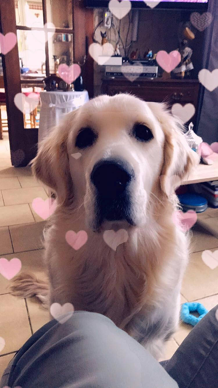 Oréo participe au concours pour gagner de l'argent avec cette photo : canidae, carnivore, companion_dog, dog, dog_breed, ear, fawn, golden_retriever, labrador_retriever, nose, puppy, retriever, snout, sporting_group