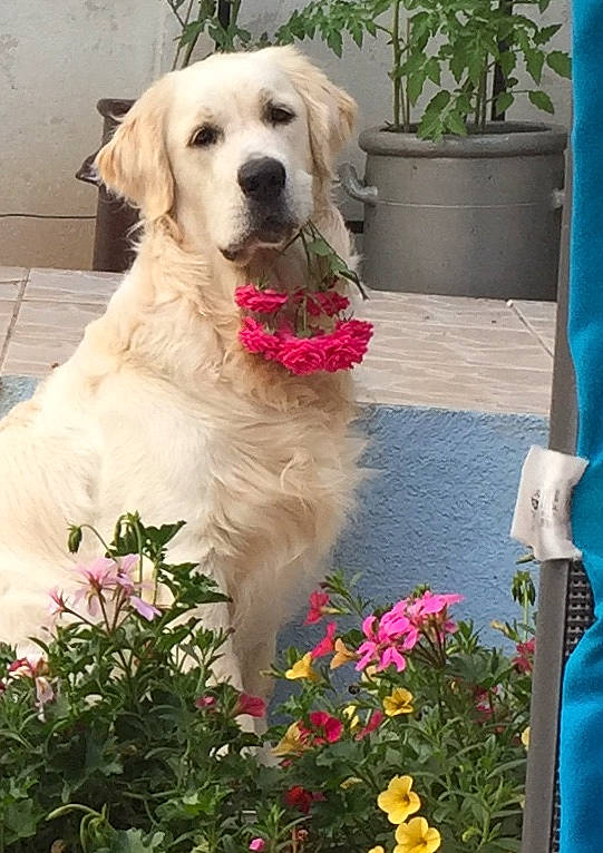 Oréo a rejoint le concours — aidez-le/la à gagner de superbes lots ! akbash_dog, canidae, carnivore, companion_dog, dog, dog_breed, fawn, flower, golden_retriever, labrador_retriever, mammal, plant, retriever, sporting_group, vertebrate