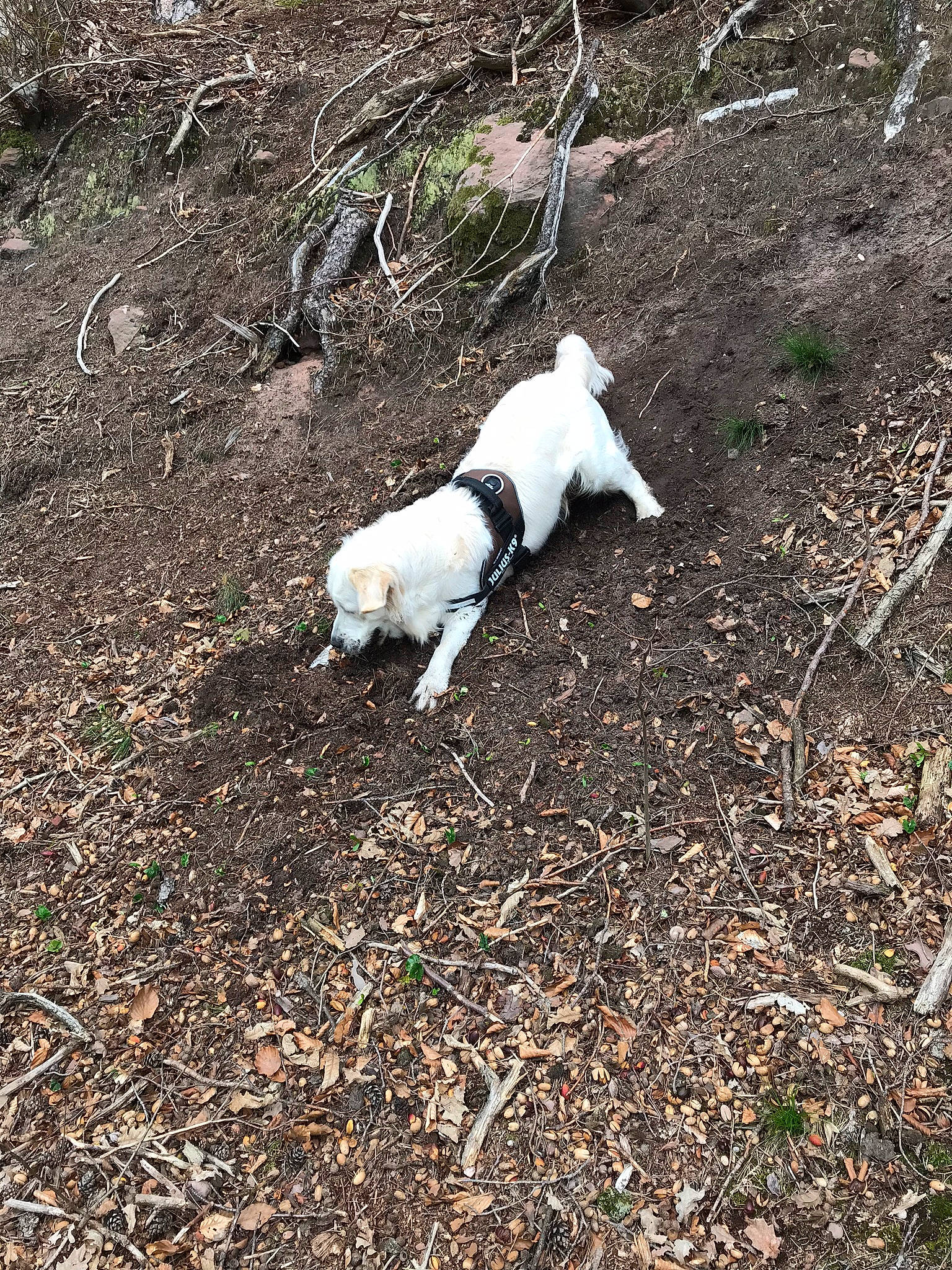 Oréo participe au concours pour gagner de l'argent avec cette photo : canidae, carnivore, companion_dog, dog, dog_breed, grass, jack_russell_terrier, sporting_group, tail, terrier, treeing_feist