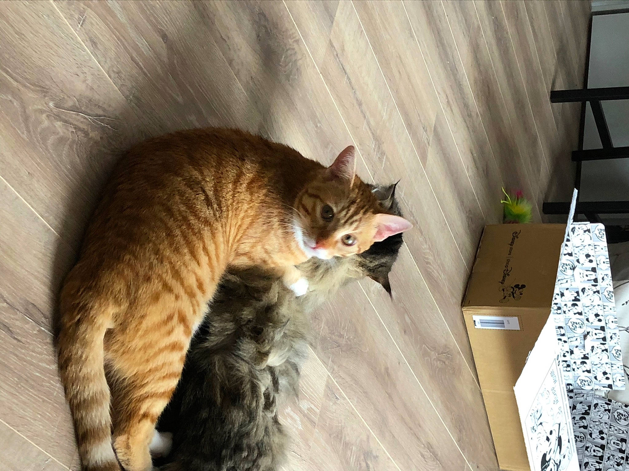 Simba a rejoint le concours — aidez-le/la à gagner de superbes lots ! american_wirehair, asian, australian_mist, carnivore, cat, chausie, domestic_short_haired_cat, dragon_li, european_shorthair, felidae, fur, mammal, small_to_medium_sized_cats, snout, tabby_cat, tail, vertebrate, whiskers