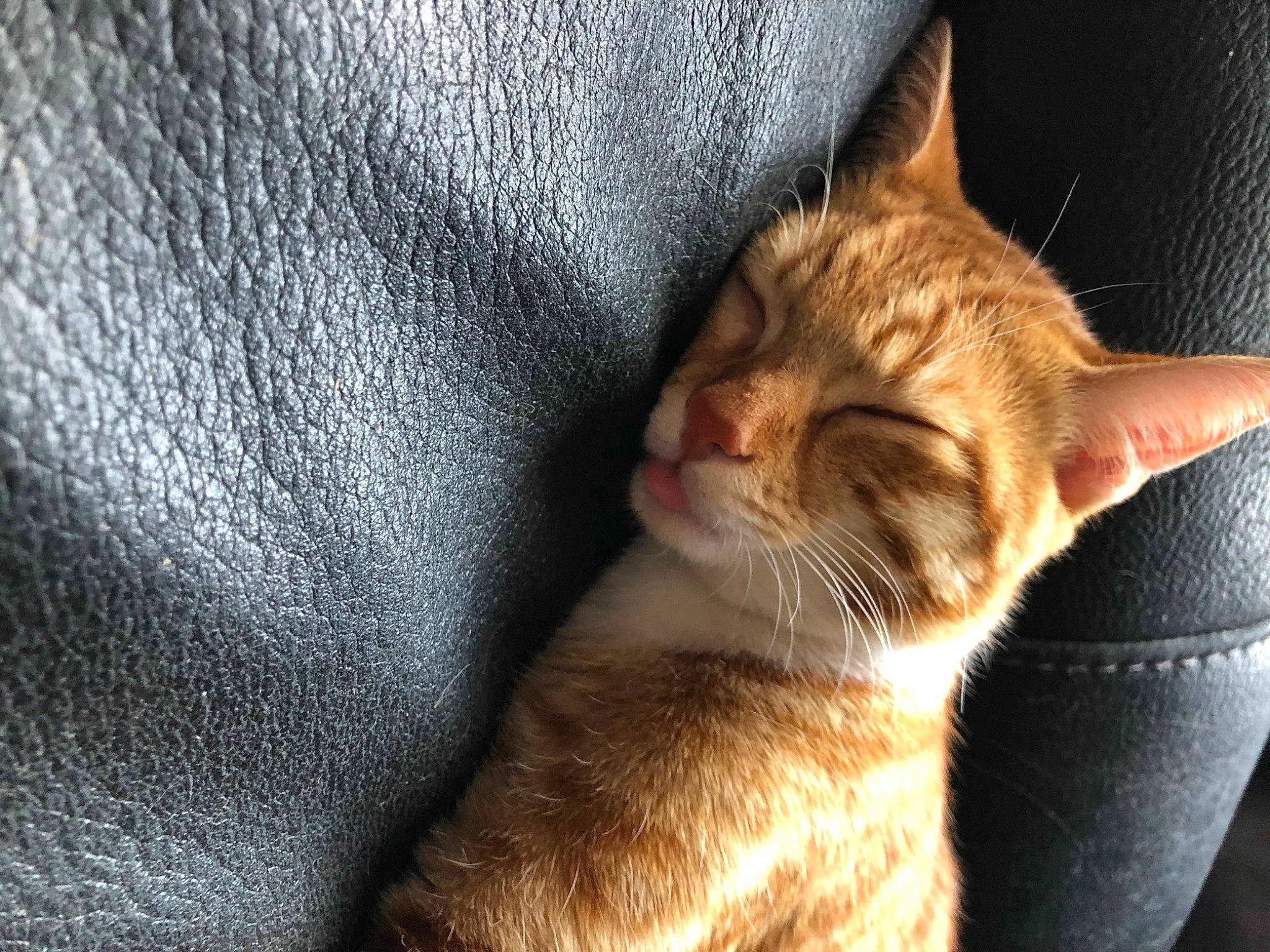 Simba a rejoint le concours — aidez-le/la à gagner de superbes lots ! abyssinian, aegean_cat, asian, australian_mist, carnivore, cat, chausie, domestic_short_haired_cat, ear, european_shorthair, felidae, german_rex, mammal, nap, singapura, small_to_medium_sized_cats, snout, tabby_cat, vertebrate, whiskers