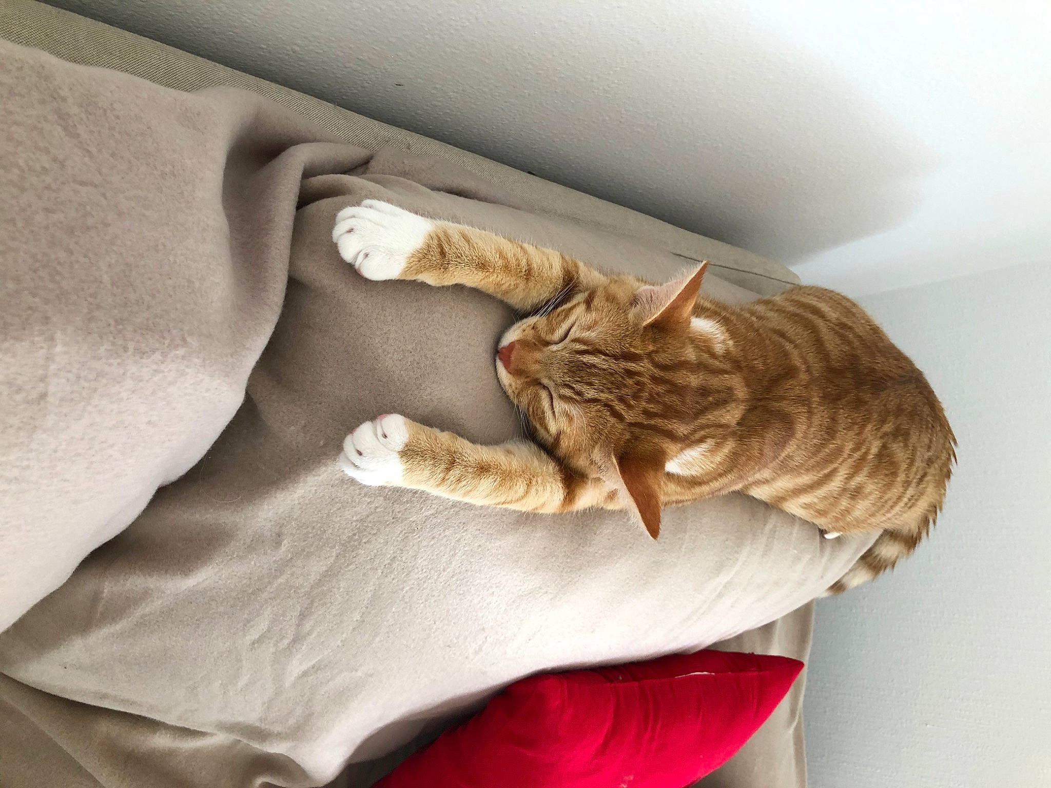 Simba participe au concours pour gagner de l'argent avec cette photo : carnivore, cat, comfort, dragon_li, european_shorthair, felidae, fur, kitten, linens, nap, sleep, small_to_medium_sized_cats, tabby_cat, whiskers