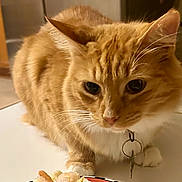 Oliver is registered to the contest to win money with this photo: cat, orange_tabby, pet, indoor, collar, key, food, curious, closeup, whiskers, feline, fur, table, domestic_animal, eyes, nose, paws, animal, mammal, cute