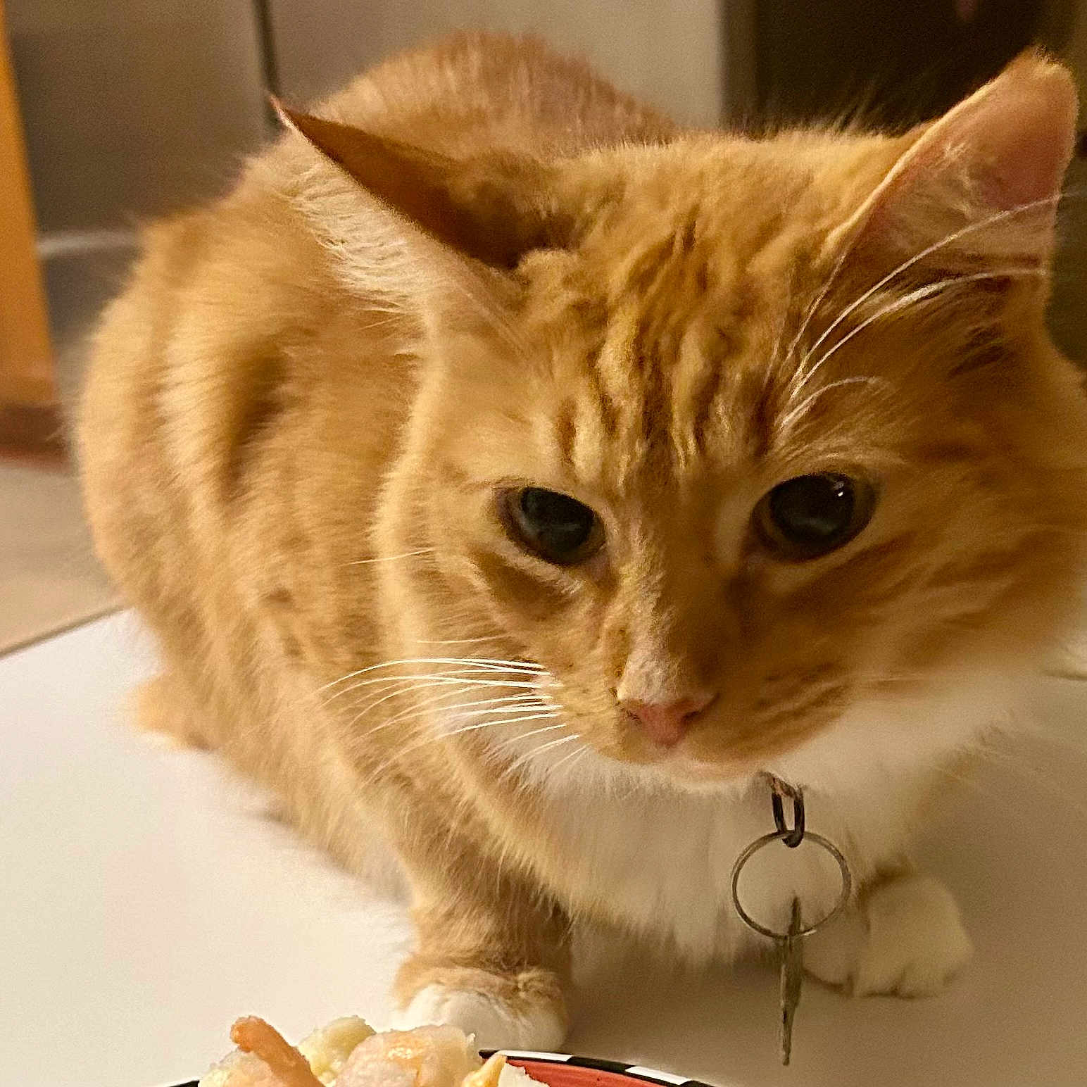 Oliver is registered to the contest to win money with this photo: animal, cat, closeup, collar, curious, cute, domestic_animal, eyes, feline, food, fur, indoor, key, mammal, nose, orange_tabby, paws, pet, table, whiskers