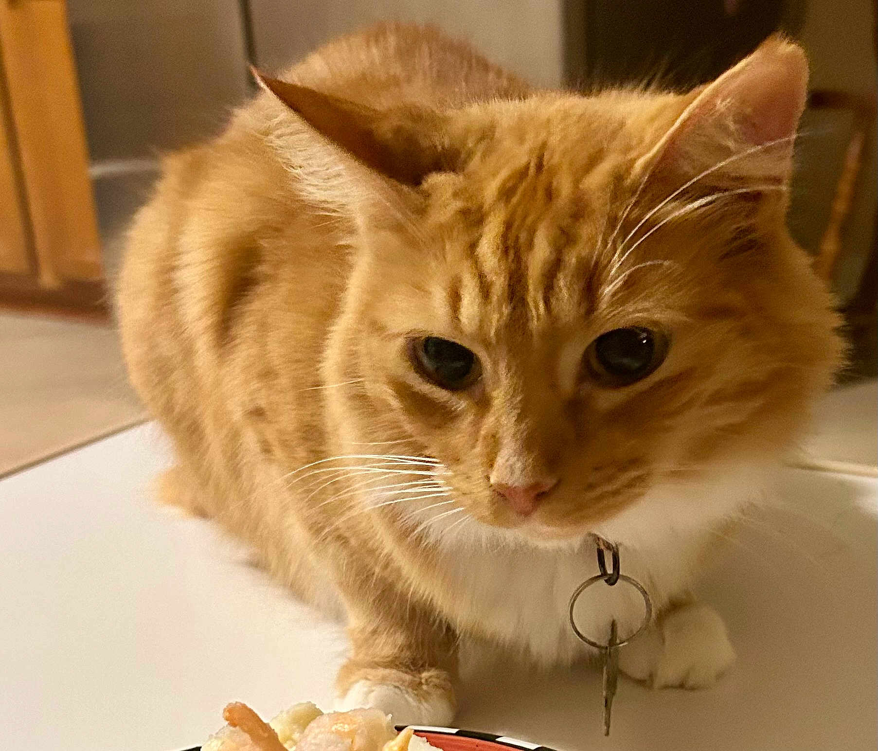Oliver is registered to the contest to win money with this photo: cat, orange_tabby, pet, indoor, collar, key, food, curious, closeup, whiskers, feline, fur, table, domestic_animal, eyes, nose, paws, animal, mammal, cute