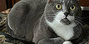 Oscar joined the competition — help win amazing prizes! alert, animal, cat, closeup, curious, cushion, domestic_cat, ears, feline, fur, gray_cat, indoor, patterned_fabric, pet, resting, sitting, whiskers, white_fur, wide_eyes, wood_background