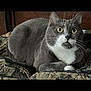 alert, animal, cat, closeup, curious, cushion, domestic_cat, ears, feline, fur, gray_cat, indoor, patterned_fabric, pet, resting, sitting, whiskers, white_fur, wide_eyes, wood_background