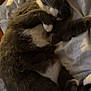 Oscar is registered to the contest to win money with this photo: bed, blanket, cat, cozy, curled_up, cute, domestic, feline, fur, grey, indoor, napping, paws, pet, relaxed, resting, sleeping, soft, whiskers, white