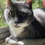 Oscar joined the competition — help win amazing prizes! animal, cat, close_up, curious, daylight, feline, fur, gray_cat, green_background, indoor, nature, pet, portrait, relaxed, screen, shadow, sunlight, whiskers, white_paws, windowsill