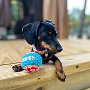Tilly joined the competition — help win amazing prizes! dog, puppy, dachshund, toy, tennis_ball, kong, wooden_deck, pet, animal, outdoor, blurred_background, black_fur, brown_fur, collar, cute, small_dog, close_up, resting, curious, natural_light