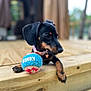 dog, puppy, dachshund, toy, tennis_ball, kong, wooden_deck, pet, animal, outdoor, blurred_background, black_fur, brown_fur, collar, cute, small_dog, close_up, resting, curious, natural_light