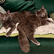 Aïto Et Aslan a rejoint le concours — aidez-le/la à gagner de superbes lots ! cat, cats, gray_cat, fluffy_cat, feline, pet, domestic_animal, indoor, couch, sofa, green_couch, pillow, blanket, resting, relaxed, animal, two_cats, fur, tail, eyes