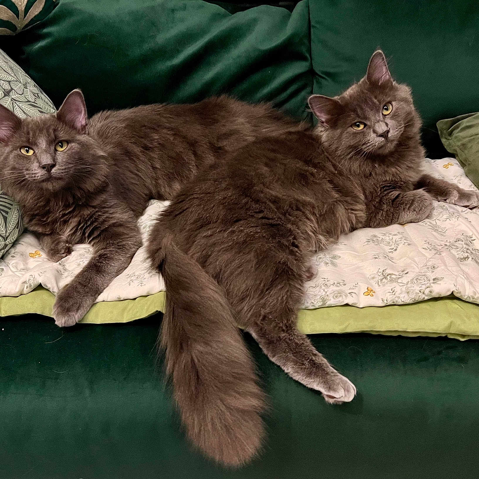 Aïto Et Aslan a rejoint le concours — aidez-le/la à gagner de superbes lots ! animal, blanket, cat, cats, couch, domestic_animal, eyes, feline, fluffy_cat, fur, gray_cat, green_couch, indoor, pet, pillow, relaxed, resting, sofa, tail, two_cats
