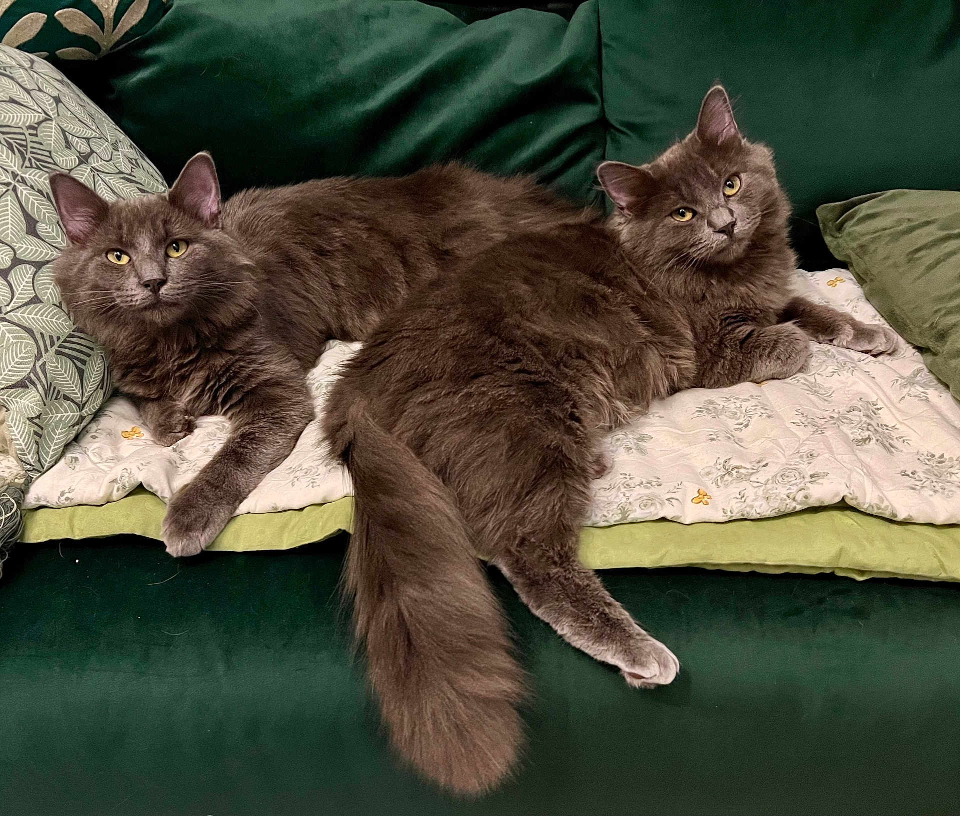 Aïto Et Aslan a rejoint le concours — aidez-le/la à gagner de superbes lots ! cat, cats, gray_cat, fluffy_cat, feline, pet, domestic_animal, indoor, couch, sofa, green_couch, pillow, blanket, resting, relaxed, animal, two_cats, fur, tail, eyes