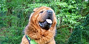 Sun a rejoint le concours — aidez-le/la à gagner de superbes lots ! dog, fluffy, brown, tongue_out, green_harness, outdoor, nature, trees, foliage, pet, canine, happy, portrait, animal, closeup, summer, daylight, mammal, cute, friendly