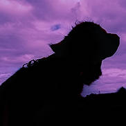 Sun a rejoint le concours — aidez-le/la à gagner de superbes lots ! dog, silhouette, sky, clouds, purple, outdoor, animal, profile, leash, nature, pet, canine, dusk, evening, mood, dramatic, background, quiet, peaceful, portrait