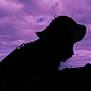 dog, silhouette, sky, clouds, purple, outdoor, animal, profile, leash, nature, pet, canine, dusk, evening, mood, dramatic, background, quiet, peaceful, portrait