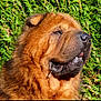 dog, fluffy, brown_coat, close_up, portrait, outdoor, greenery, sunlight, serene, canine, pet, mammal, fur, nature, animal, snout, ears, mouth, tongue, drool