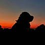 dog, silhouette, sunset, sky, nature, outdoor, animal, fluffy, twilight, scenic, peaceful, dusk, landscape, canine, evening, profile, majestic, colorful_sky, quiet, serene