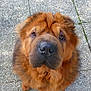 dog, chow_chow, fluffy, pet, animal, curious, outdoor, fur, brown, close_up, face, canine, portrait, looking_up, nose, paw, whiskers, wrinkles, pavement, companion