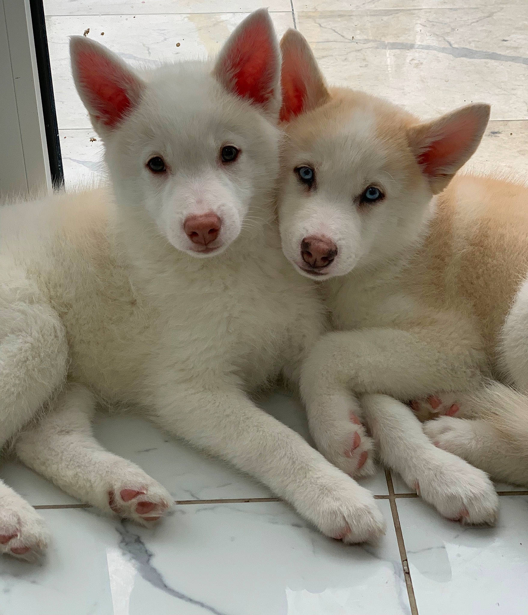 Harvey joined the competition — help win amazing prizes! carnivore, composite_material, dog, dog_breed, no_expression, non_sporting_group, terrestrial_animal