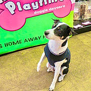 Jack is registered to the contest to win money with this photo: dog, pet, indoor, floor, collar, vest, sitting, attentive, black_and_white, doggie_daycare, sign, advertisement, shelf, dog_treats, chain_collar, canine, animal, store, background, floor_texture