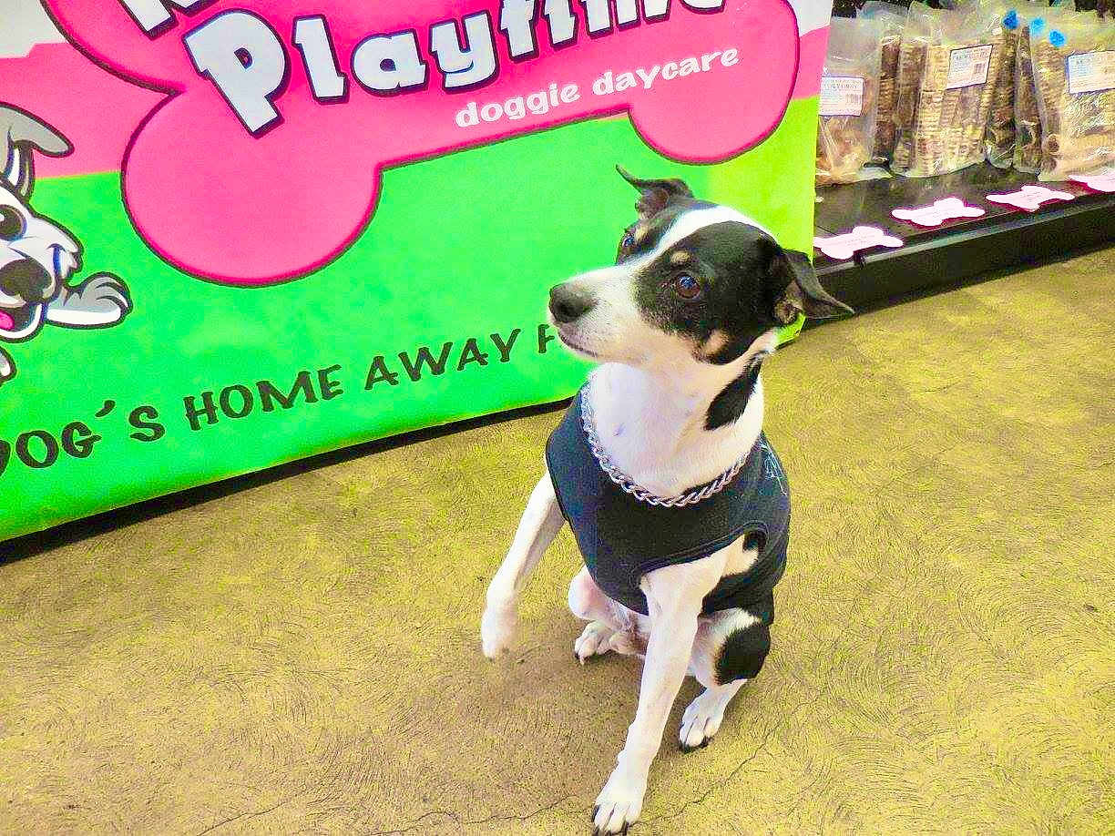 Jack is registered to the contest to win money with this photo: dog, pet, indoor, floor, collar, vest, sitting, attentive, black_and_white, doggie_daycare, sign, advertisement, shelf, dog_treats, chain_collar, canine, animal, store, background, floor_texture