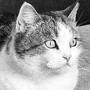 Bébé Chat a rejoint le concours — aidez-le/la à gagner de superbes lots ! alert, animal, black_and_white, cat, close_up, cute, domestic_animal, eyes, face, feline, fur, head, indoor, pet, portrait, relaxed, resting, side_view, soft_texture, whiskers