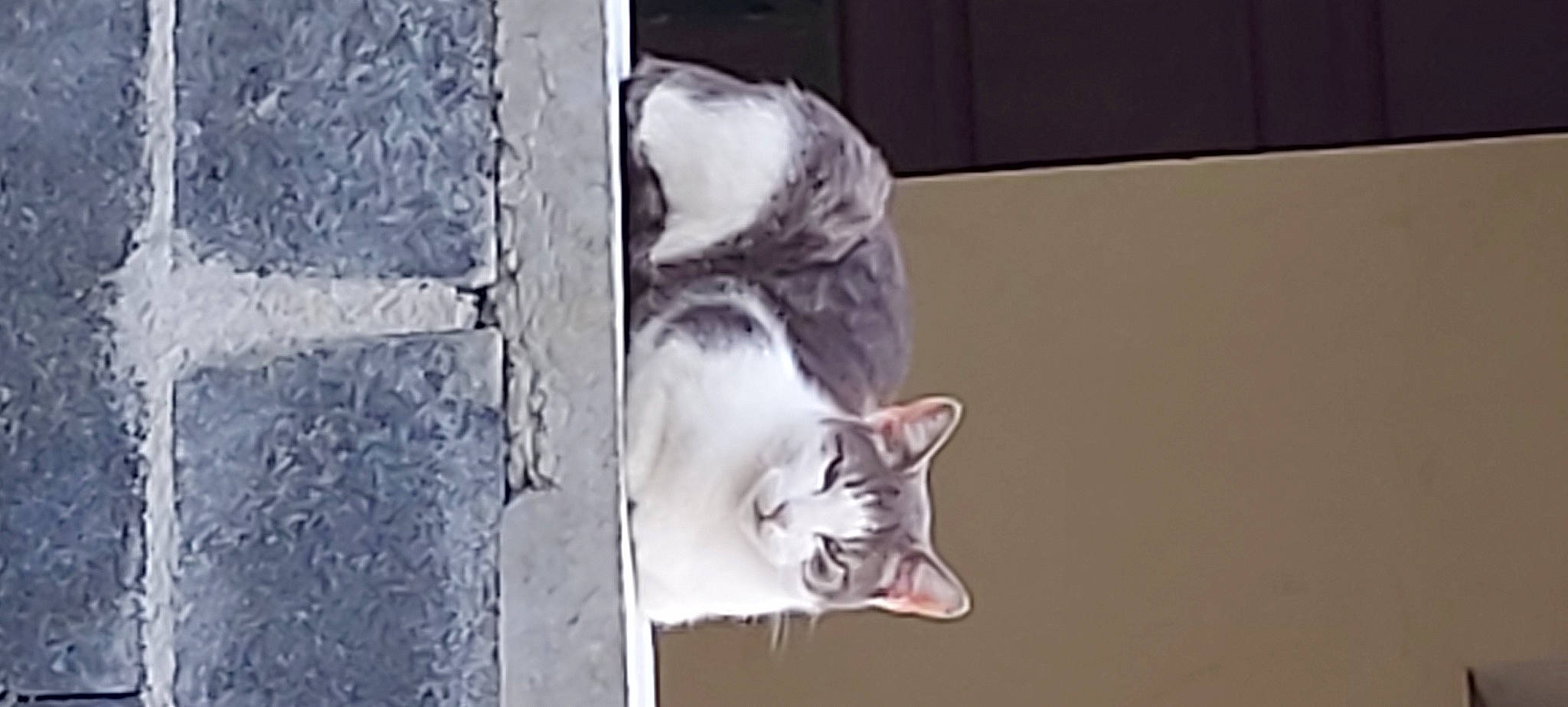 Pastaga a rejoint le concours — aidez-le/la à gagner de superbes lots ! art, carnivore, cat, domestic_short_haired_cat, felidae, font, fur, paw, photo_caption, small_to_medium_sized_cats, snout, tail, whiskers, window